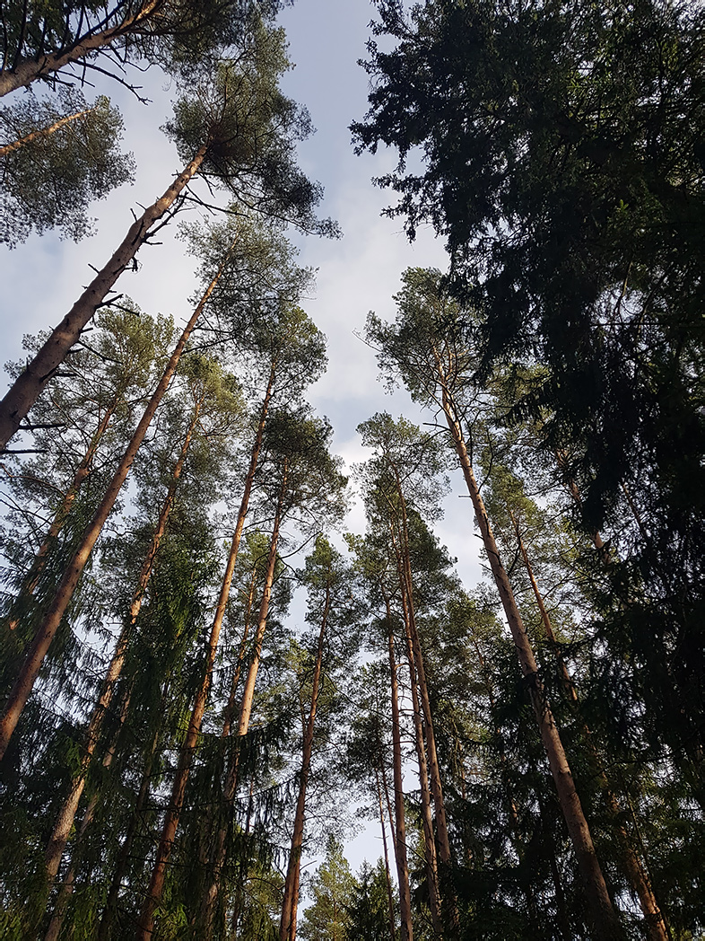 Заказник "Голубые озёра", image of landscape/habitat.