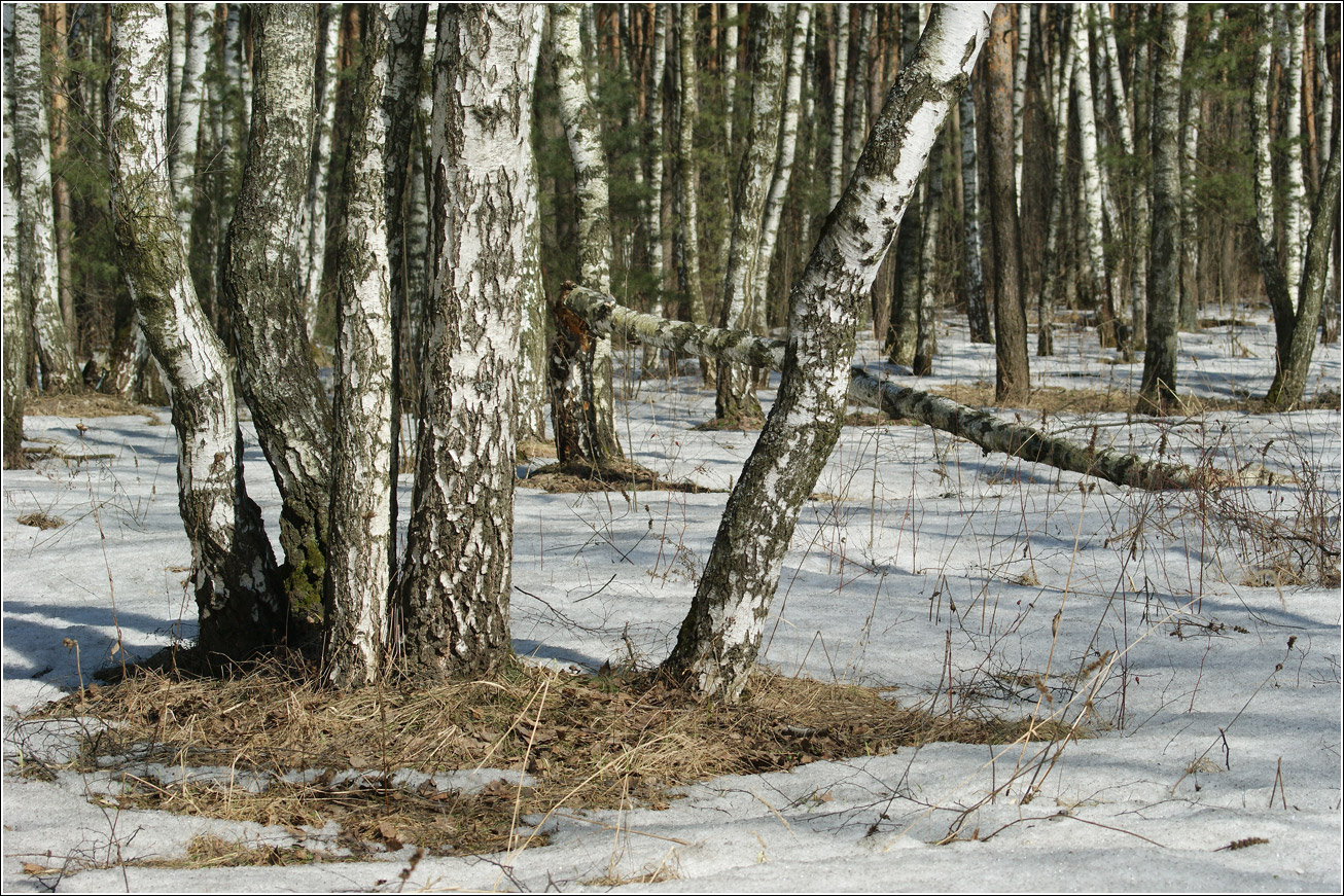 Кузьминский лесопарк, image of landscape/habitat.