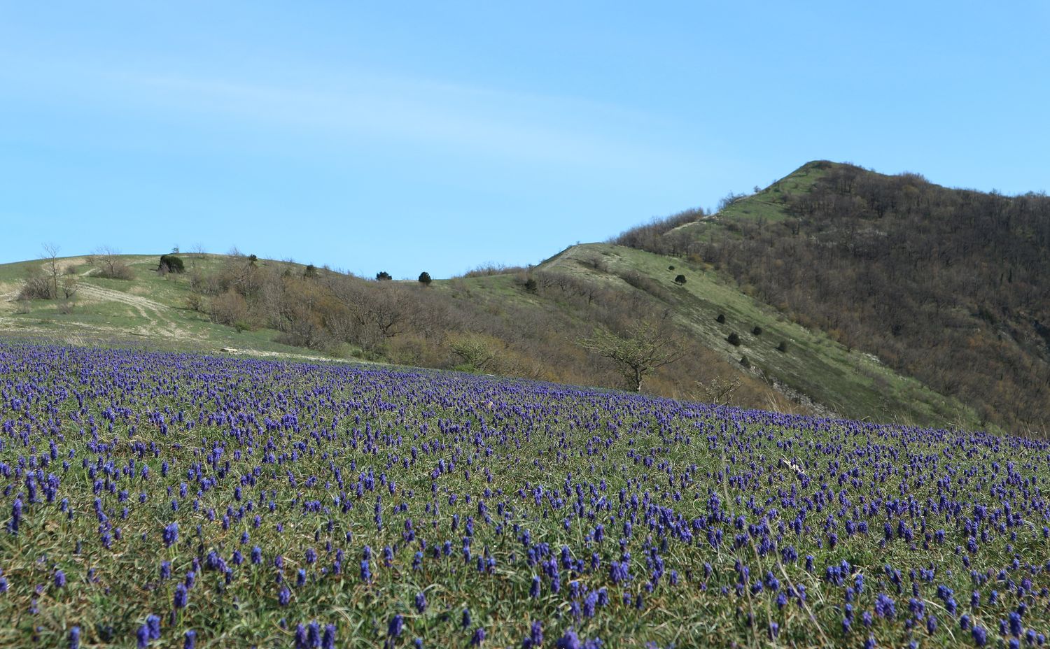 Гора Острая, image of landscape/habitat.