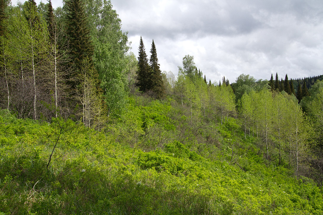 Река Белая, image of landscape/habitat.