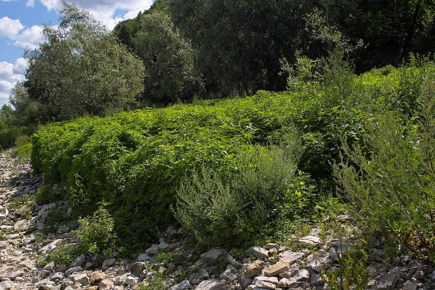 Моркваши, image of landscape/habitat.