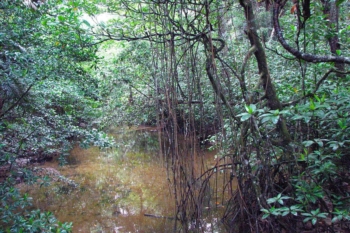 Симиладжи, image of landscape/habitat.