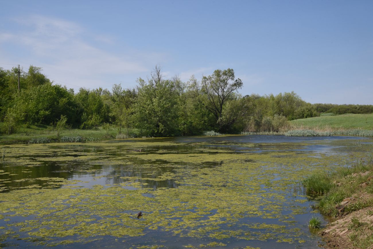 Окрестности села Провалье, image of landscape/habitat.