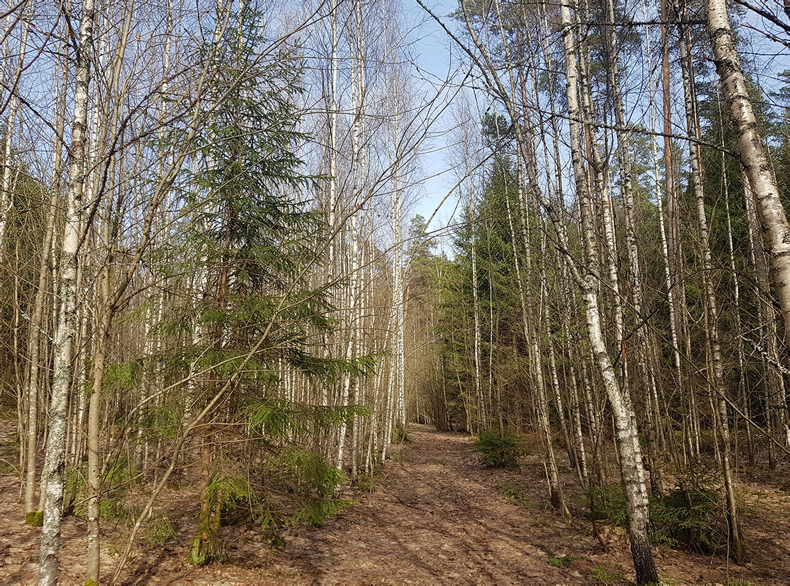 Заказник "Голубые озёра", image of landscape/habitat.