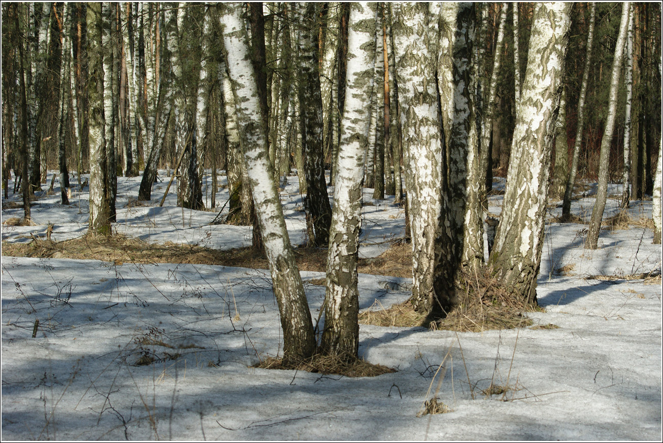 Кузьминский лесопарк, image of landscape/habitat.