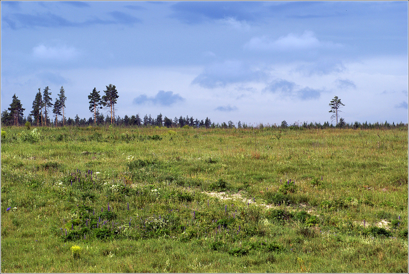 Лесничество «Красный Маяк», image of landscape/habitat.
