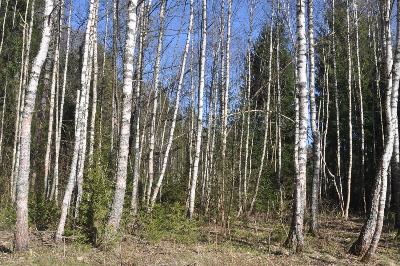 Лес близ Чёлоховского ручья, image of landscape/habitat.