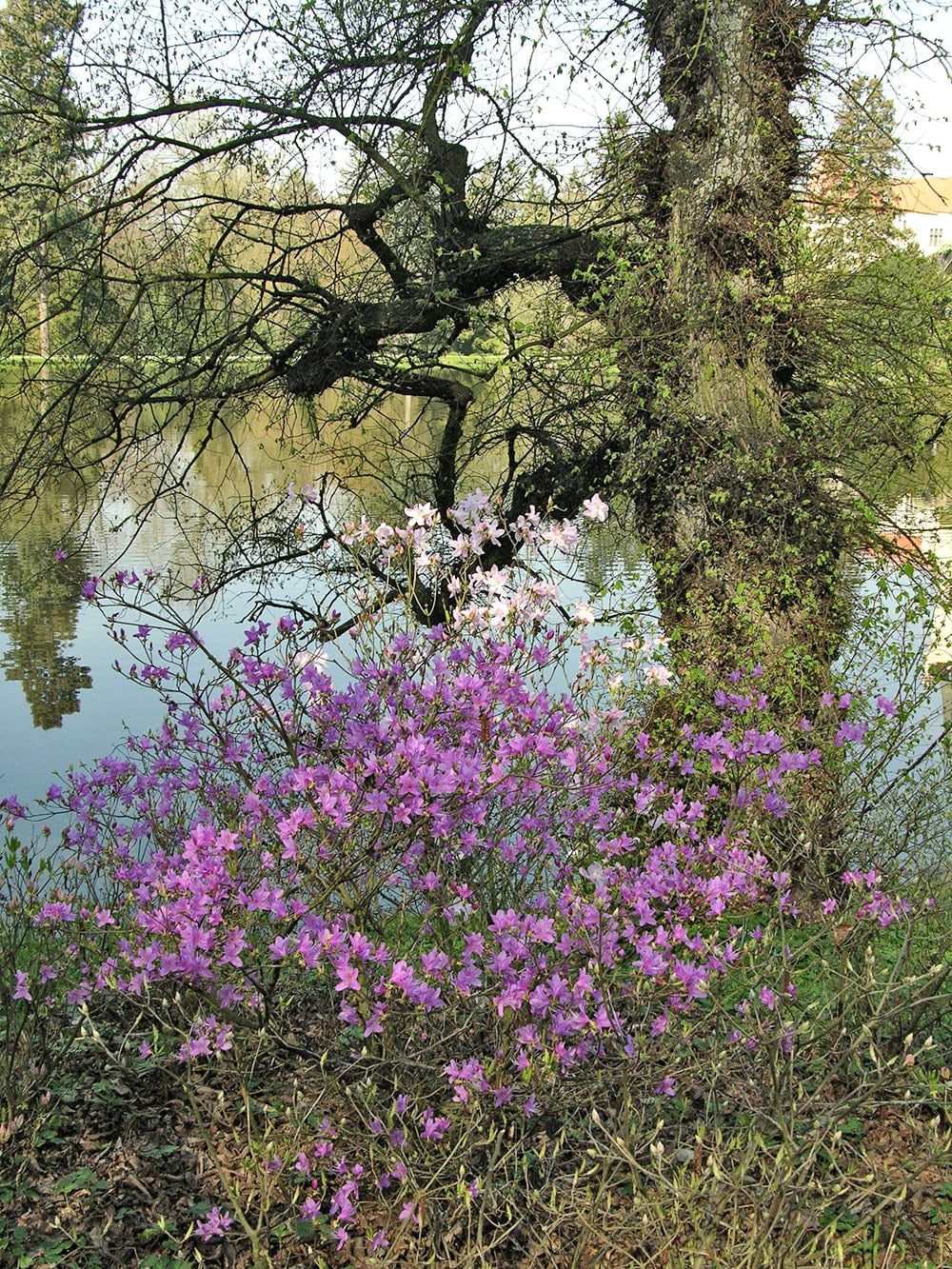 Пругонице, image of landscape/habitat.