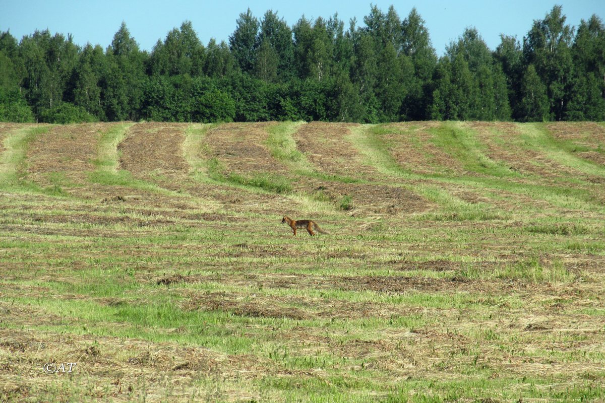 Клец, image of landscape/habitat.