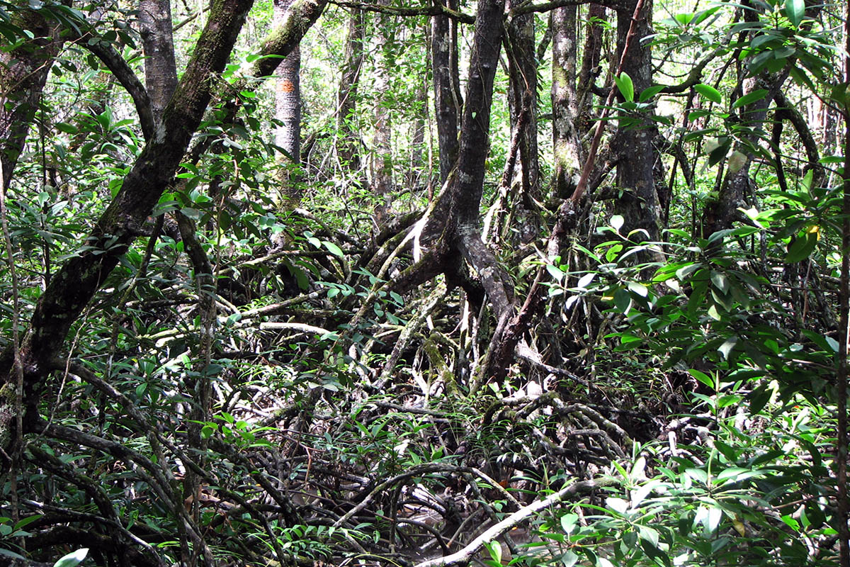 Симиладжи, image of landscape/habitat.