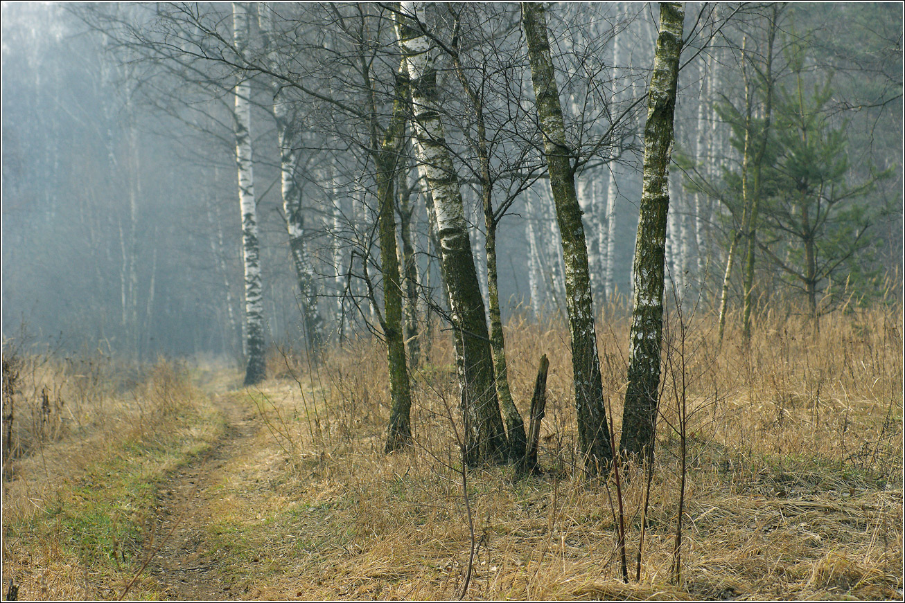 Кузьминский лесопарк, image of landscape/habitat.