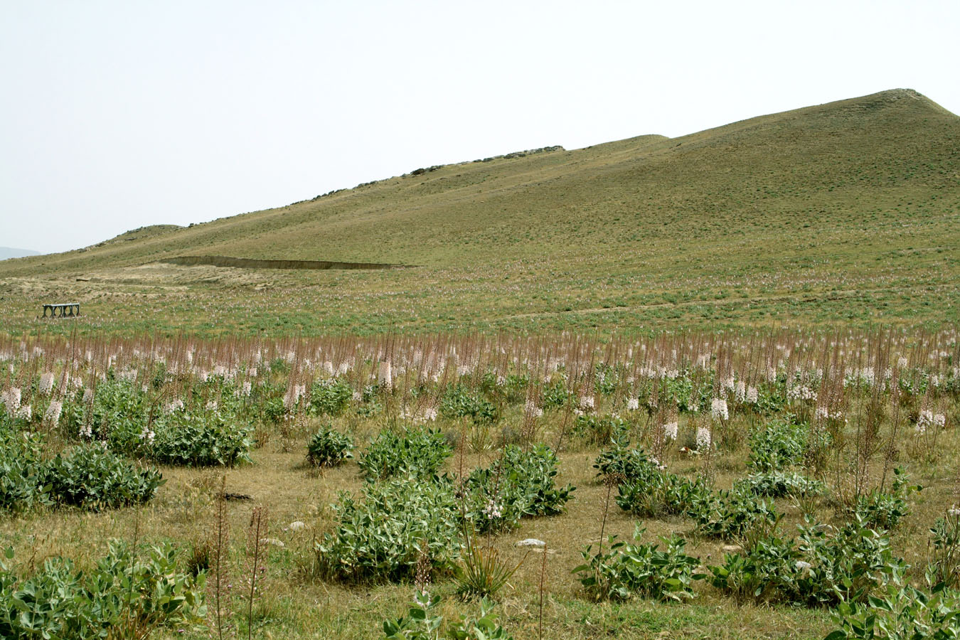 Окрестности зимовки Кошкудук, image of landscape/habitat.