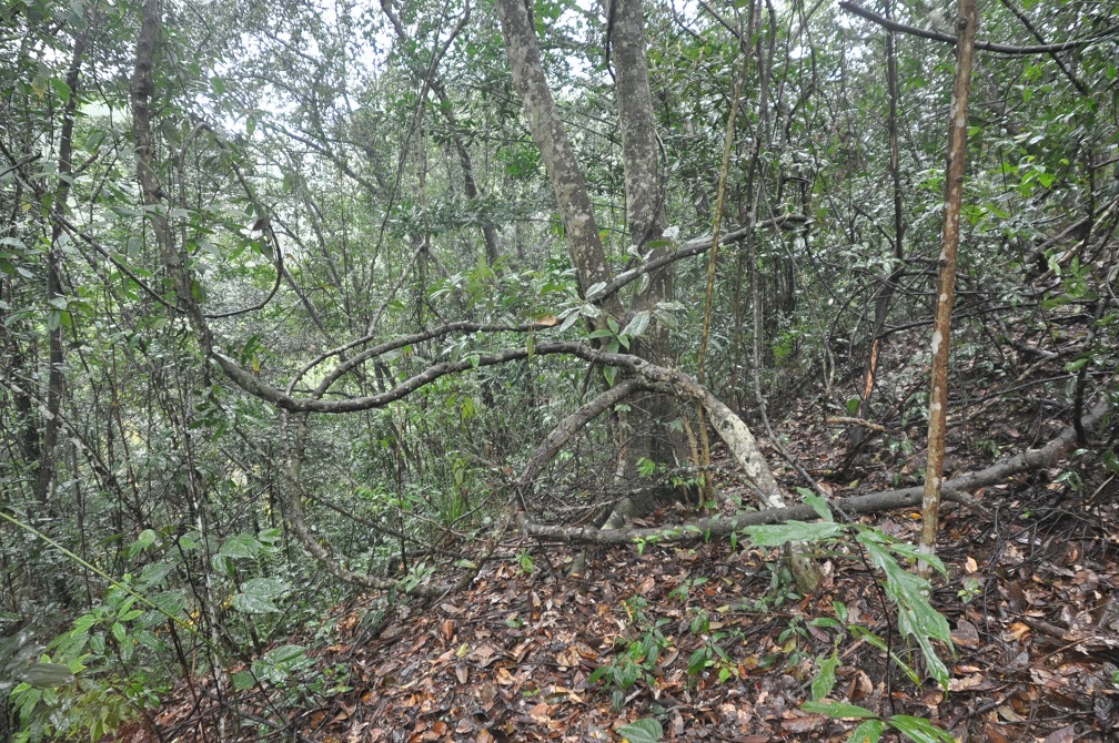 Геопарк "Дансия (Шаогуань)", image of landscape/habitat.