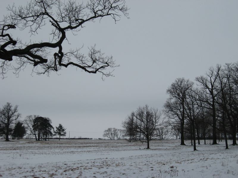 Парк "Александрия", image of landscape/habitat.