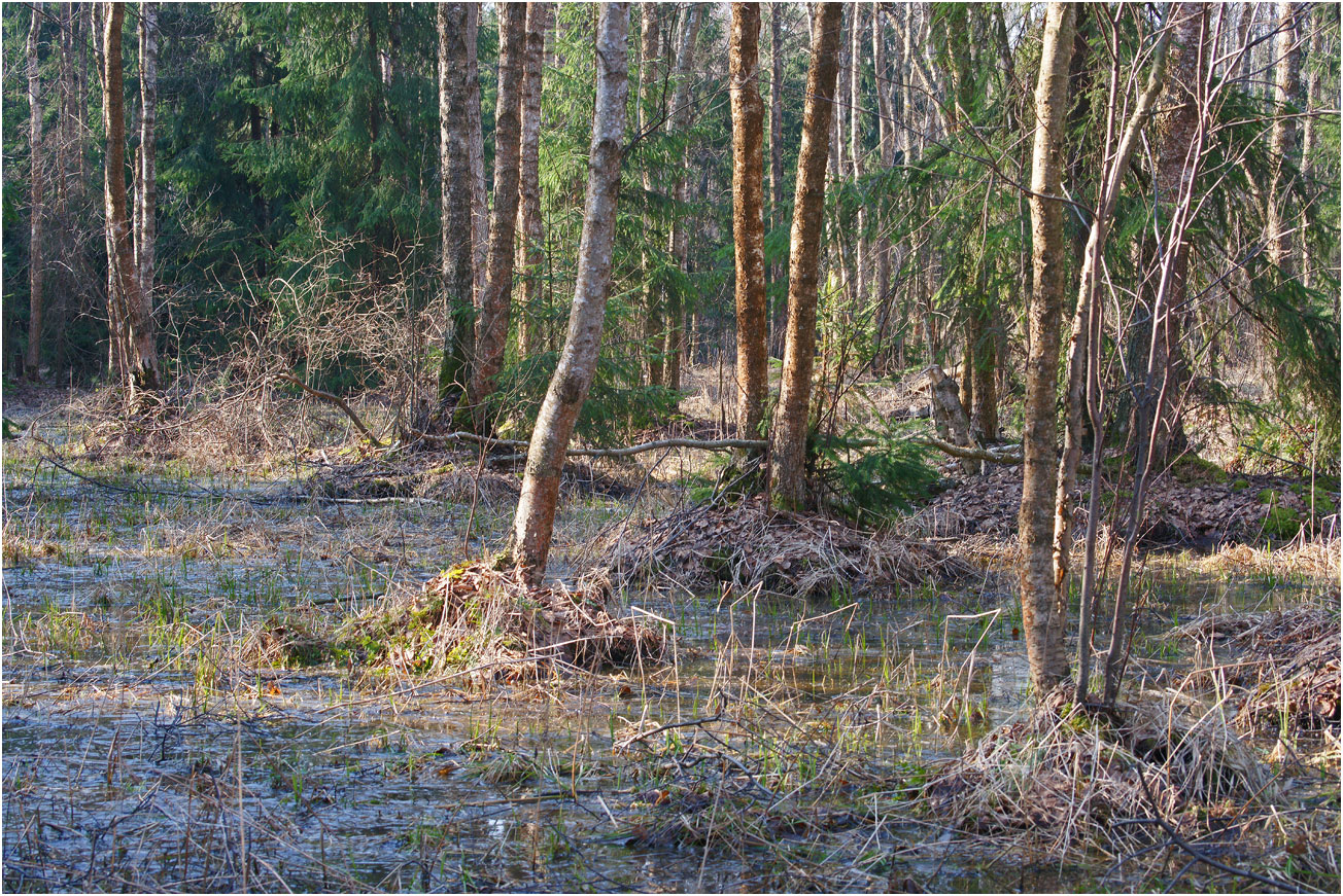 Окрестности Хрипани, image of landscape/habitat.