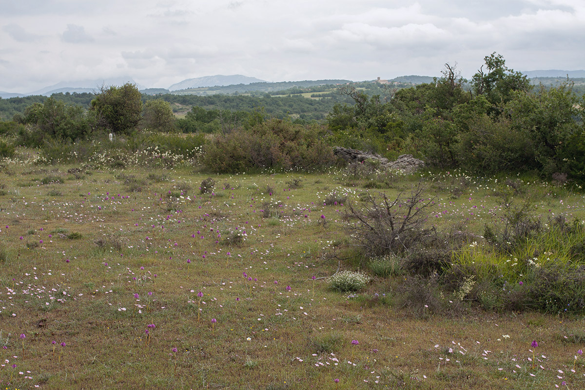 Окрестности Гопехи, image of landscape/habitat.