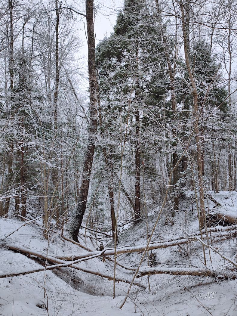 Пасовский лес, image of landscape/habitat.