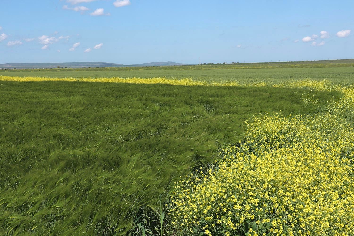 Железный Рог, image of landscape/habitat.