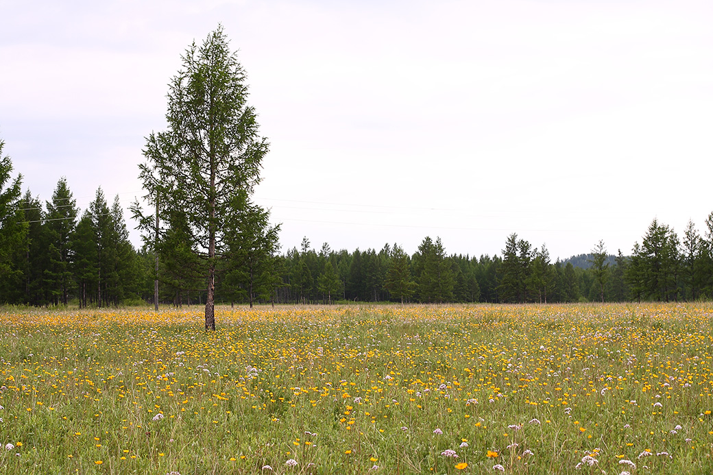 Окрестности Северного, image of landscape/habitat.