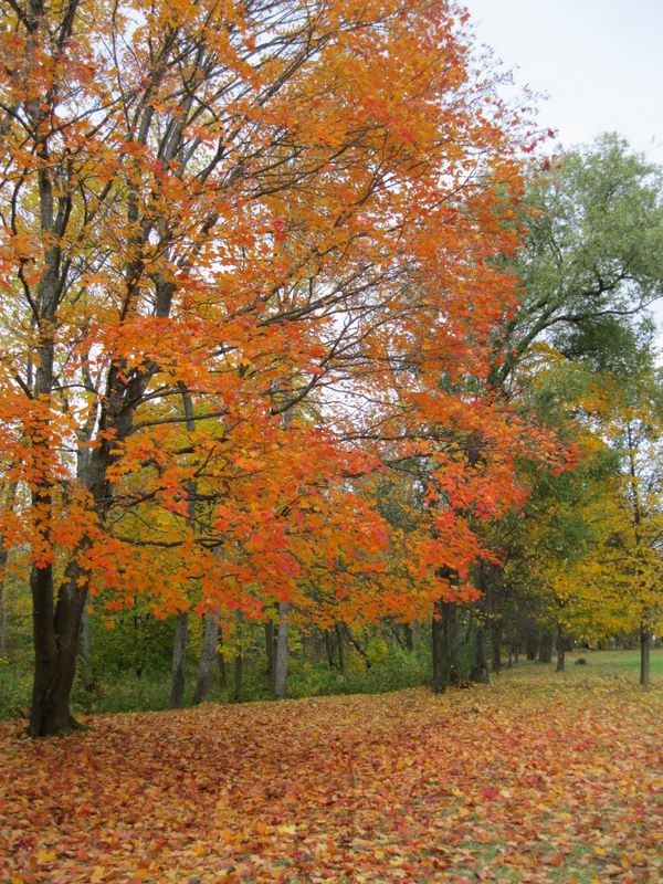 Парк "Александрия", image of landscape/habitat.