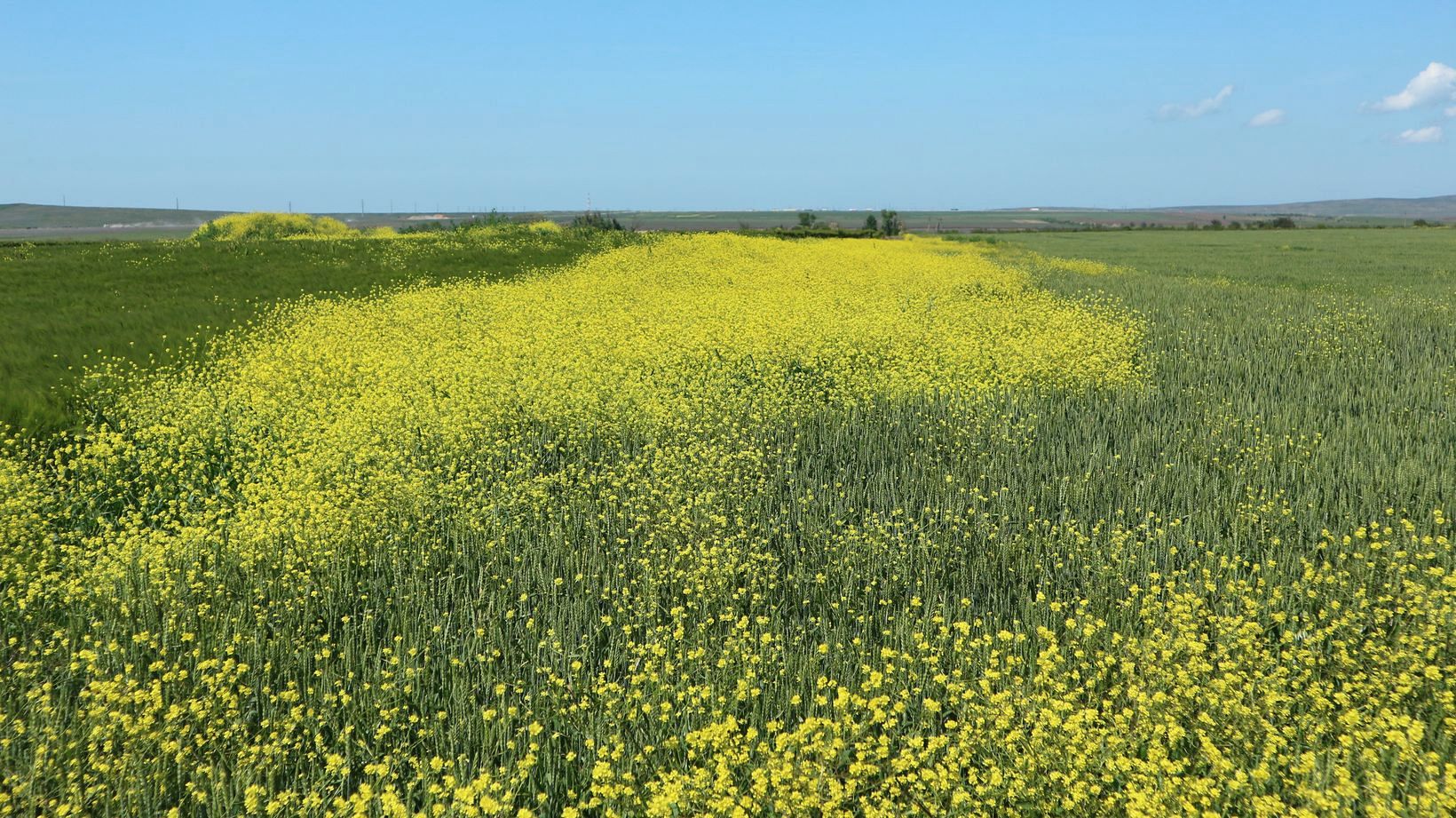 Железный Рог, image of landscape/habitat.