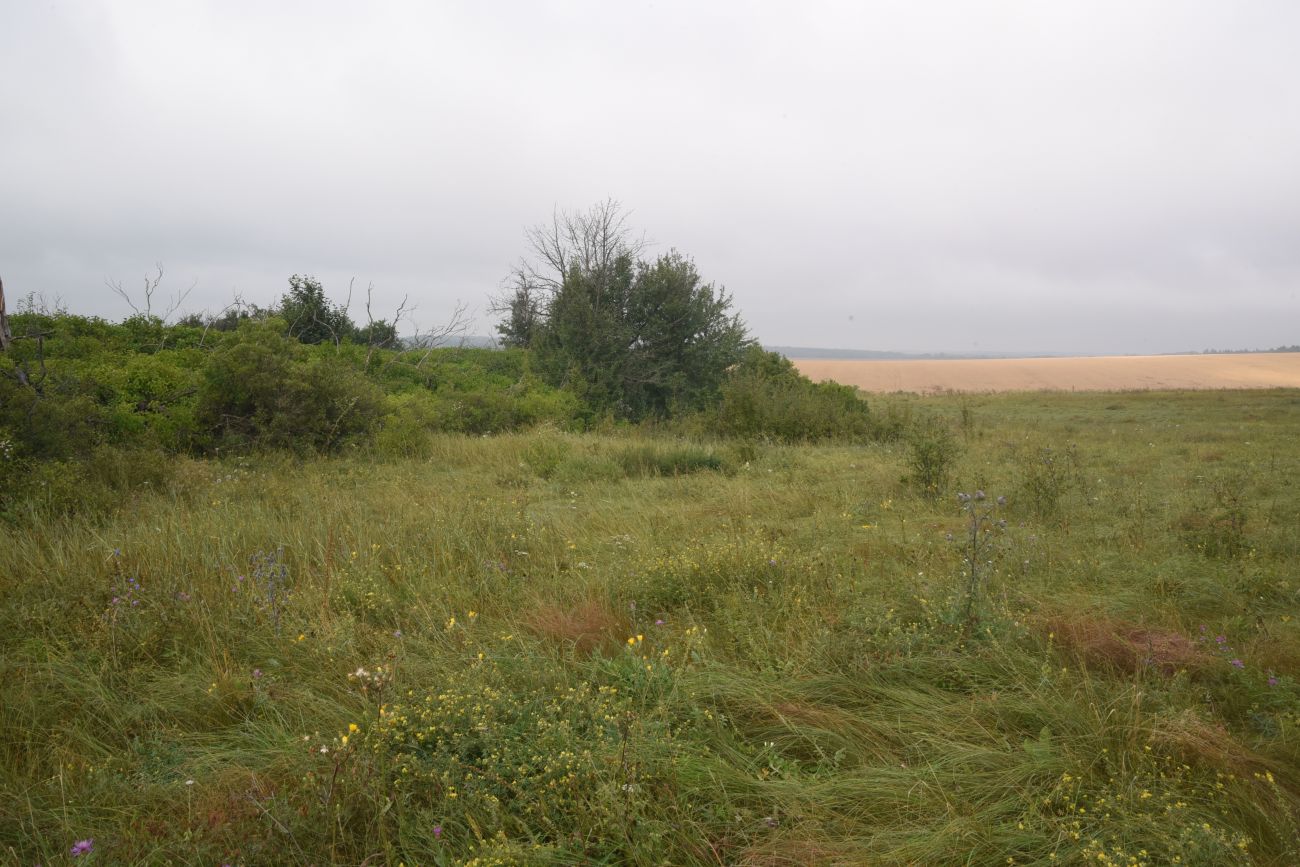 Устье реки Паника, image of landscape/habitat.