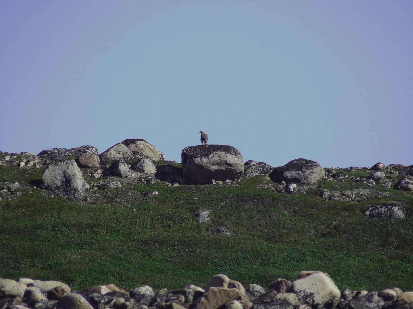 Дальние Зеленцы, image of landscape/habitat.