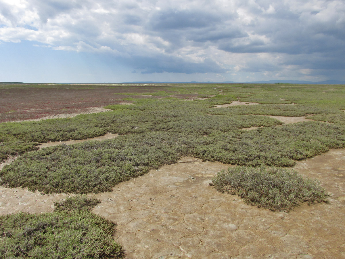 Арабатская стрелка, image of landscape/habitat.