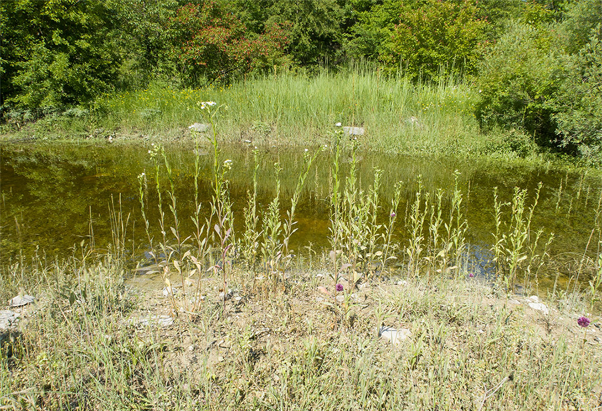 Озерцо на дне карьера, image of landscape/habitat.