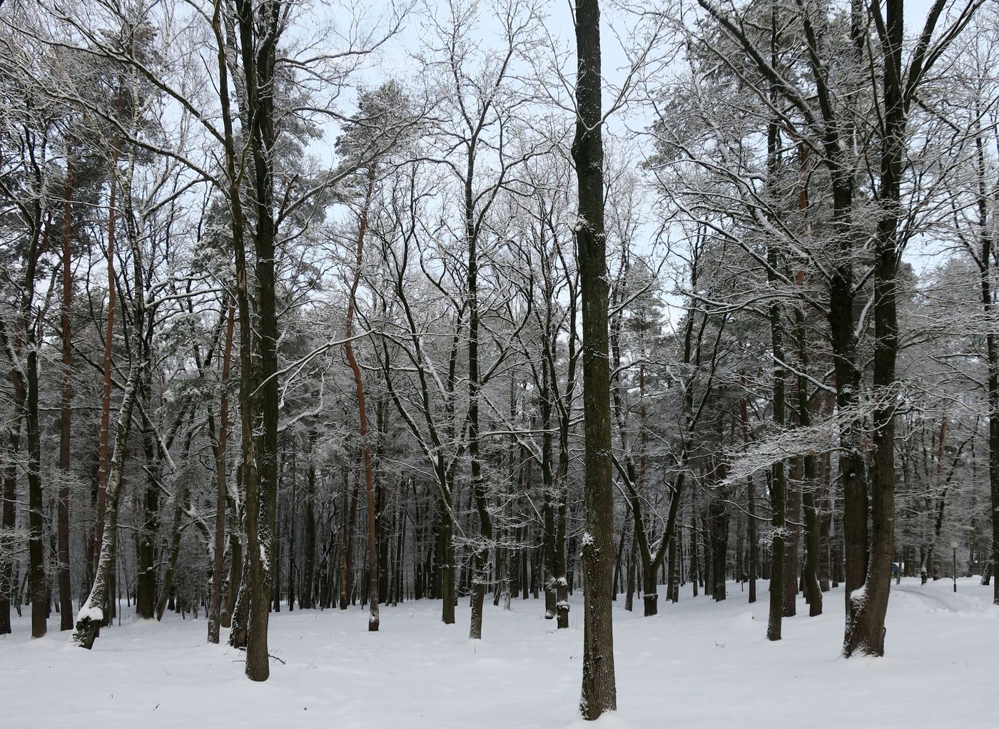 Лесопарк Пышки, image of landscape/habitat.