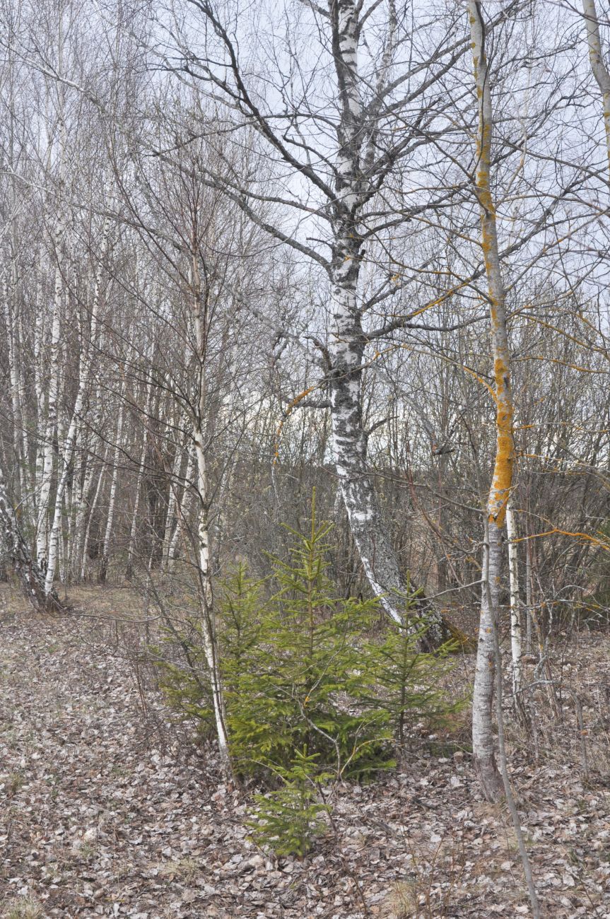 Окрестности деревни Чёлохово, image of landscape/habitat.