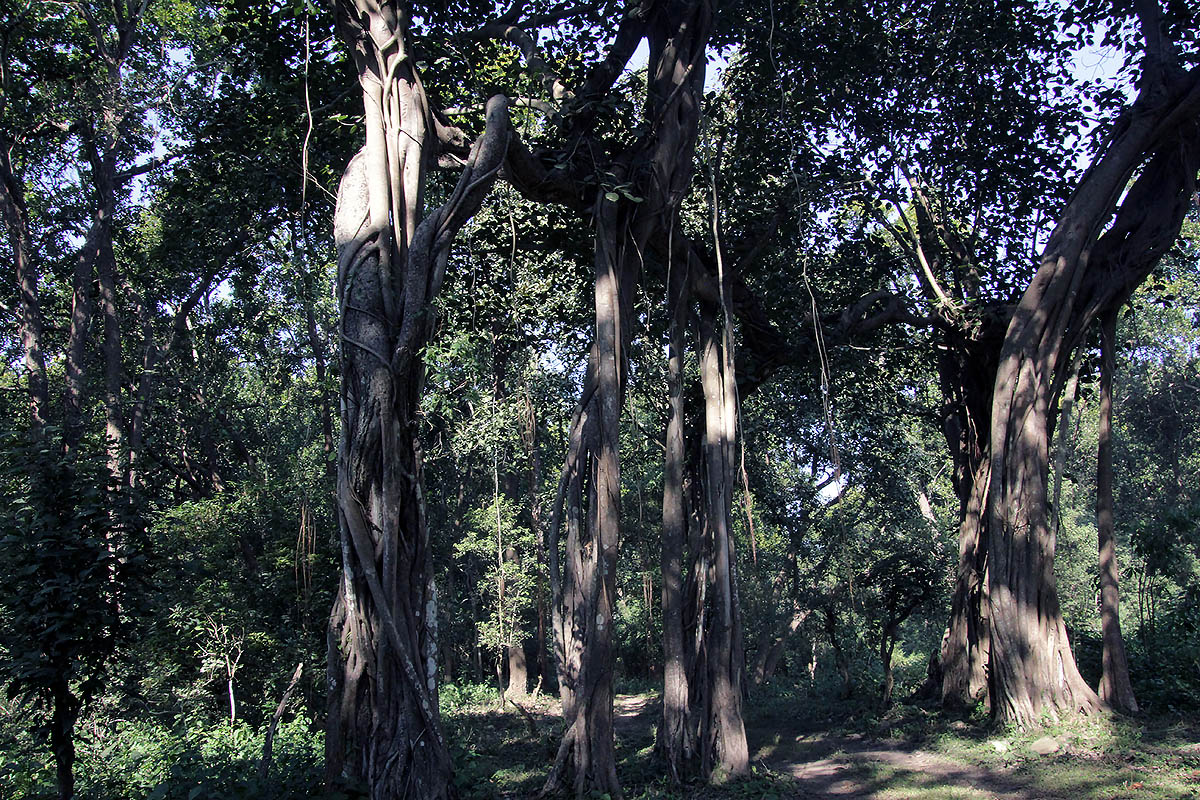 Национальный парк "Раджеджи", image of landscape/habitat.