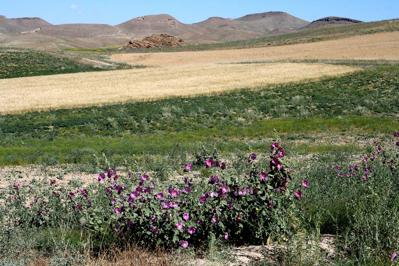 Окр. Пачкамарского водохранилища, image of landscape/habitat.