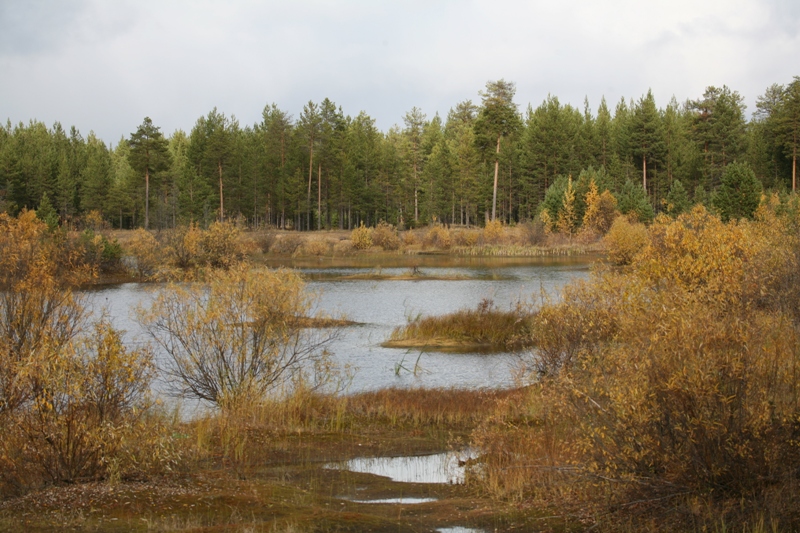 Пычимское озеро, image of landscape/habitat.