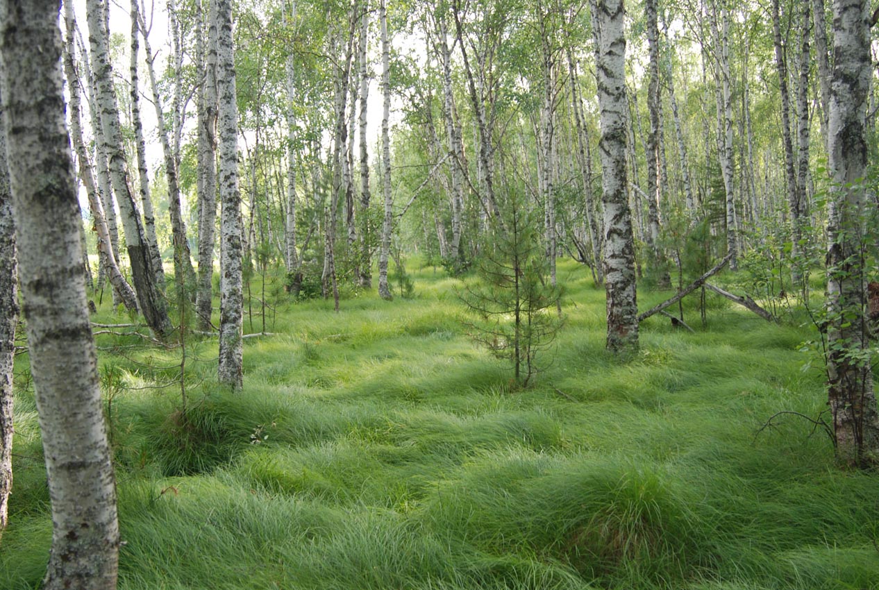 Долина реки Большой Чивыркуй, image of landscape/habitat.