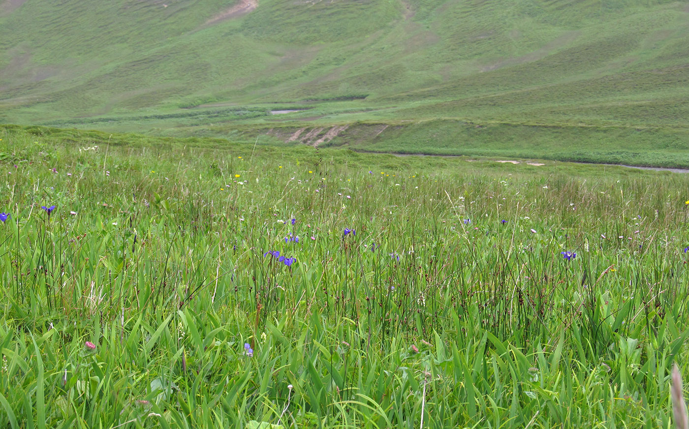 Остров Беринга, image of landscape/habitat.