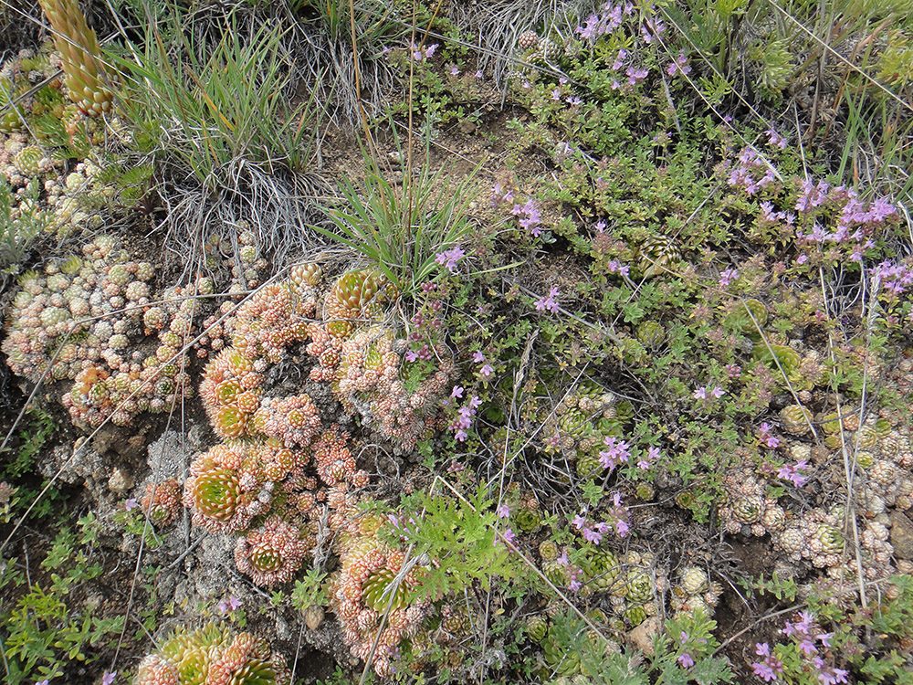 Листвянка, image of landscape/habitat.