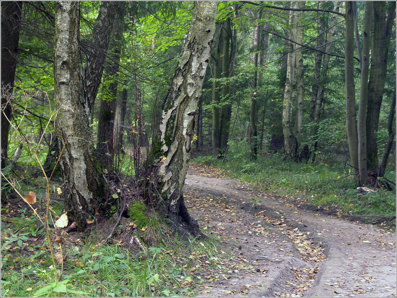 Окрестности Хрипани, image of landscape/habitat.
