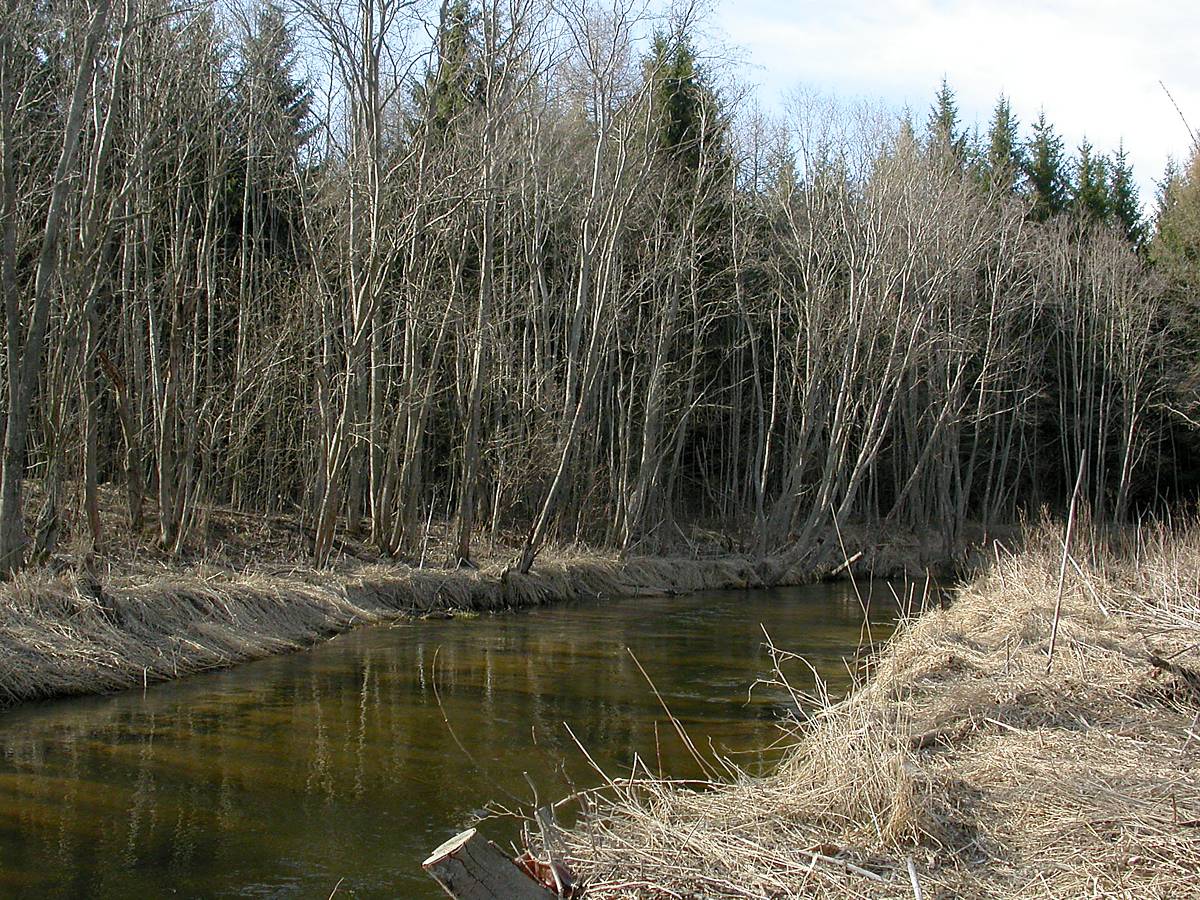 Низино, image of landscape/habitat.