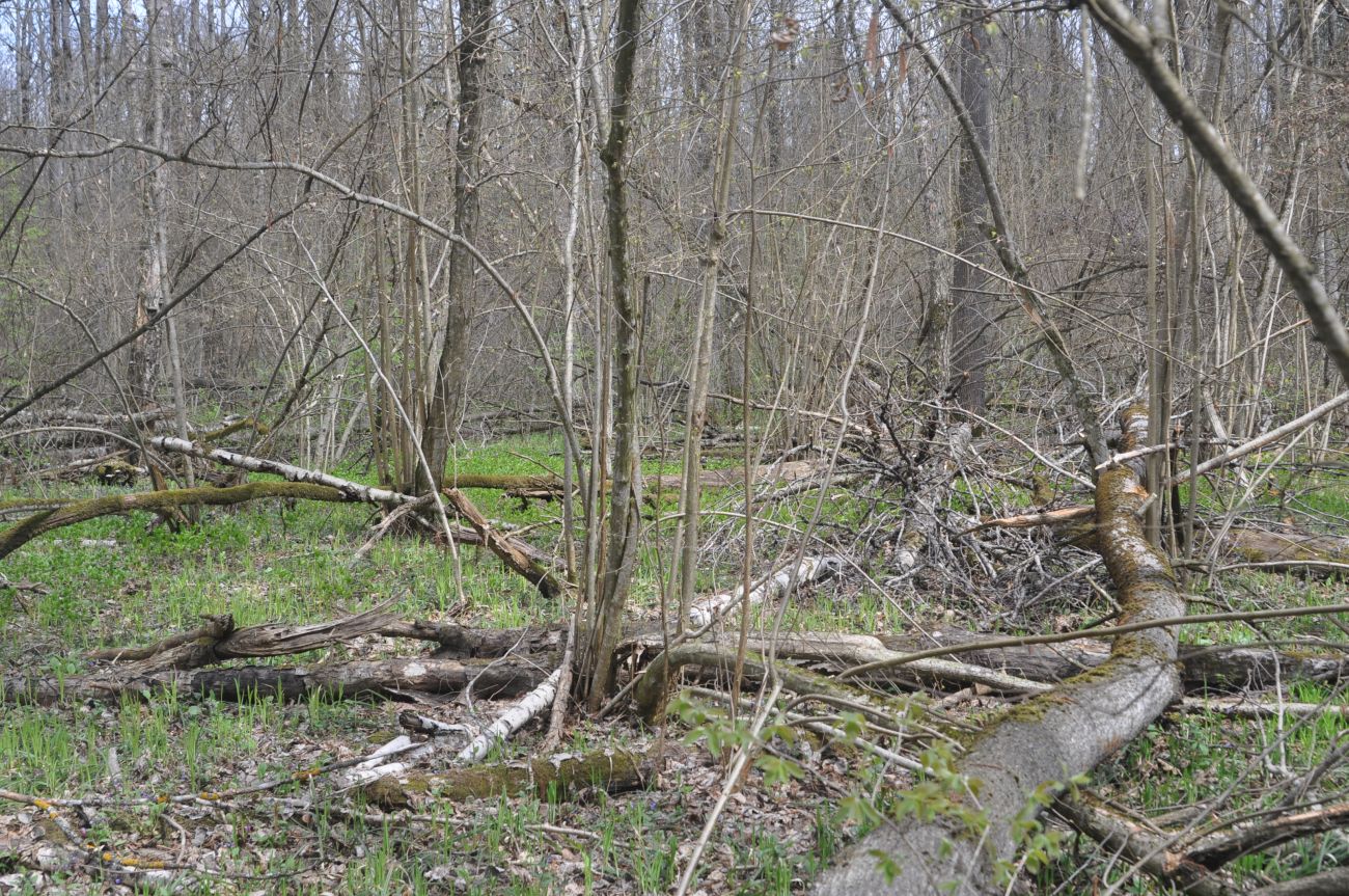 Окрестности деревни Чёлохово, image of landscape/habitat.