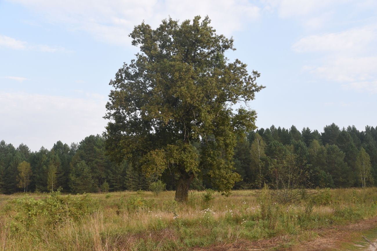 Ягодное, image of landscape/habitat.