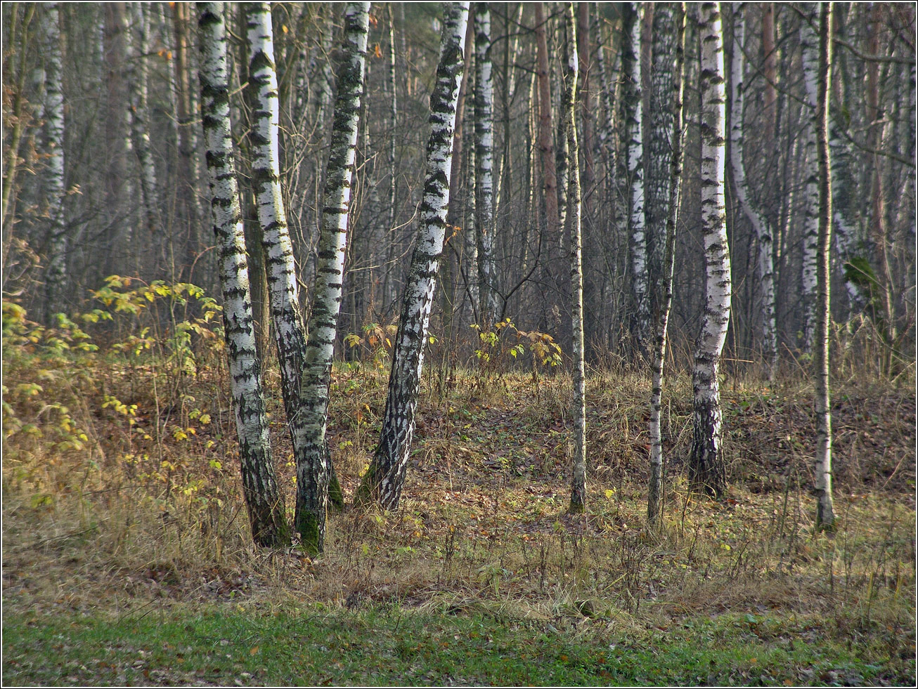 Окрестности Хрипани, image of landscape/habitat.