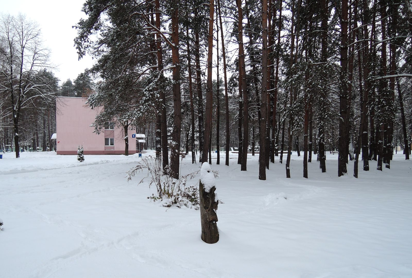 Лесопарк Пышки, image of landscape/habitat.