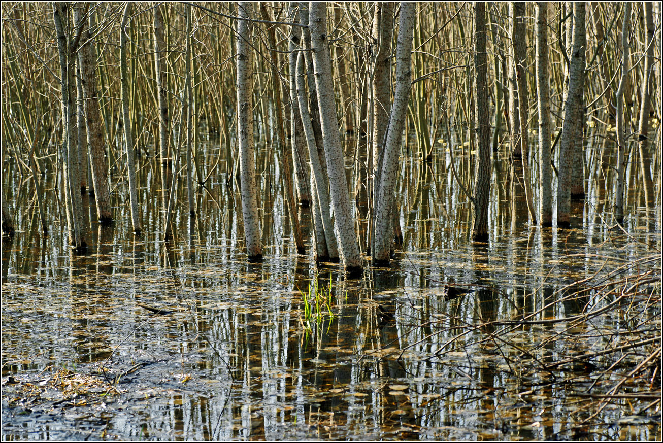 Окрестности Хрипани, image of landscape/habitat.