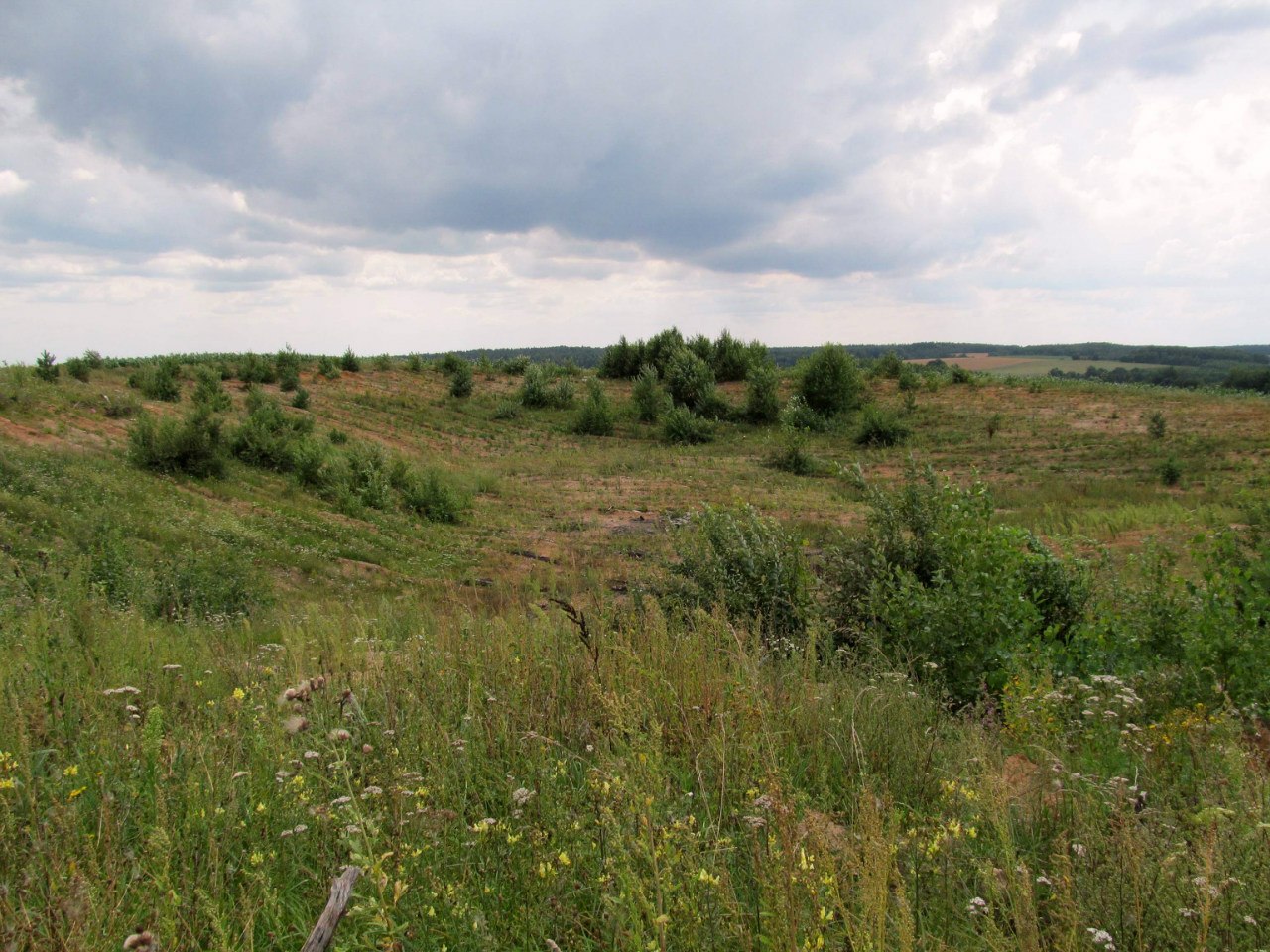 Рекультивированный карьер 2, image of landscape/habitat.