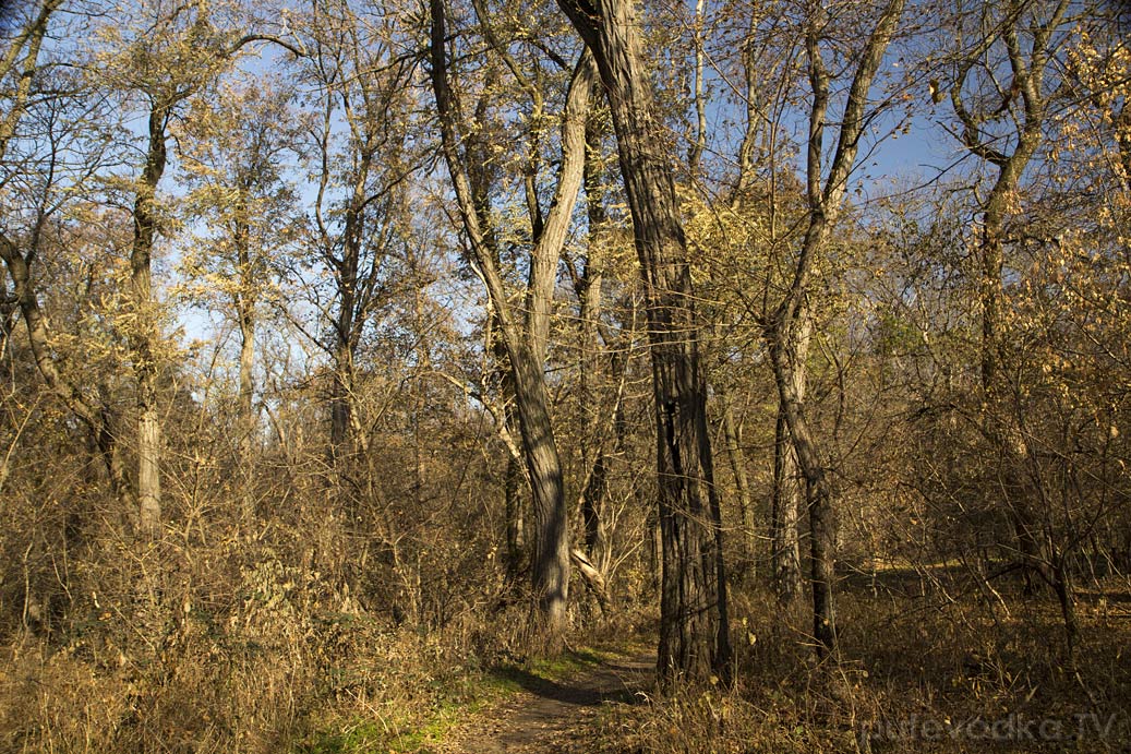 Гулькевичи и окрестности, image of landscape/habitat.