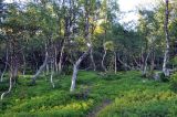 Большой Соловецкий остров, image of landscape/habitat.