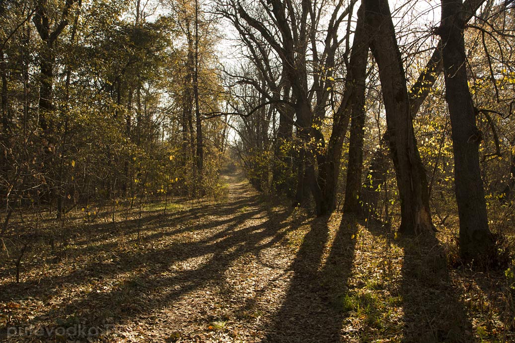 Гулькевичи и окрестности, image of landscape/habitat.