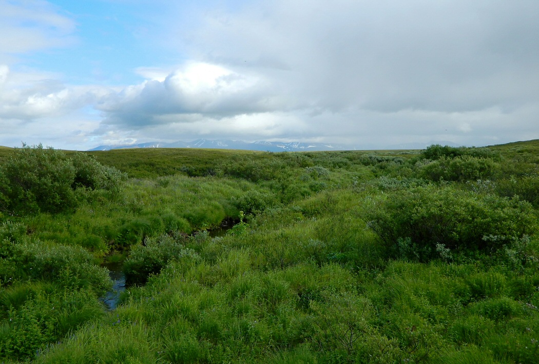 Юнковож, image of landscape/habitat.