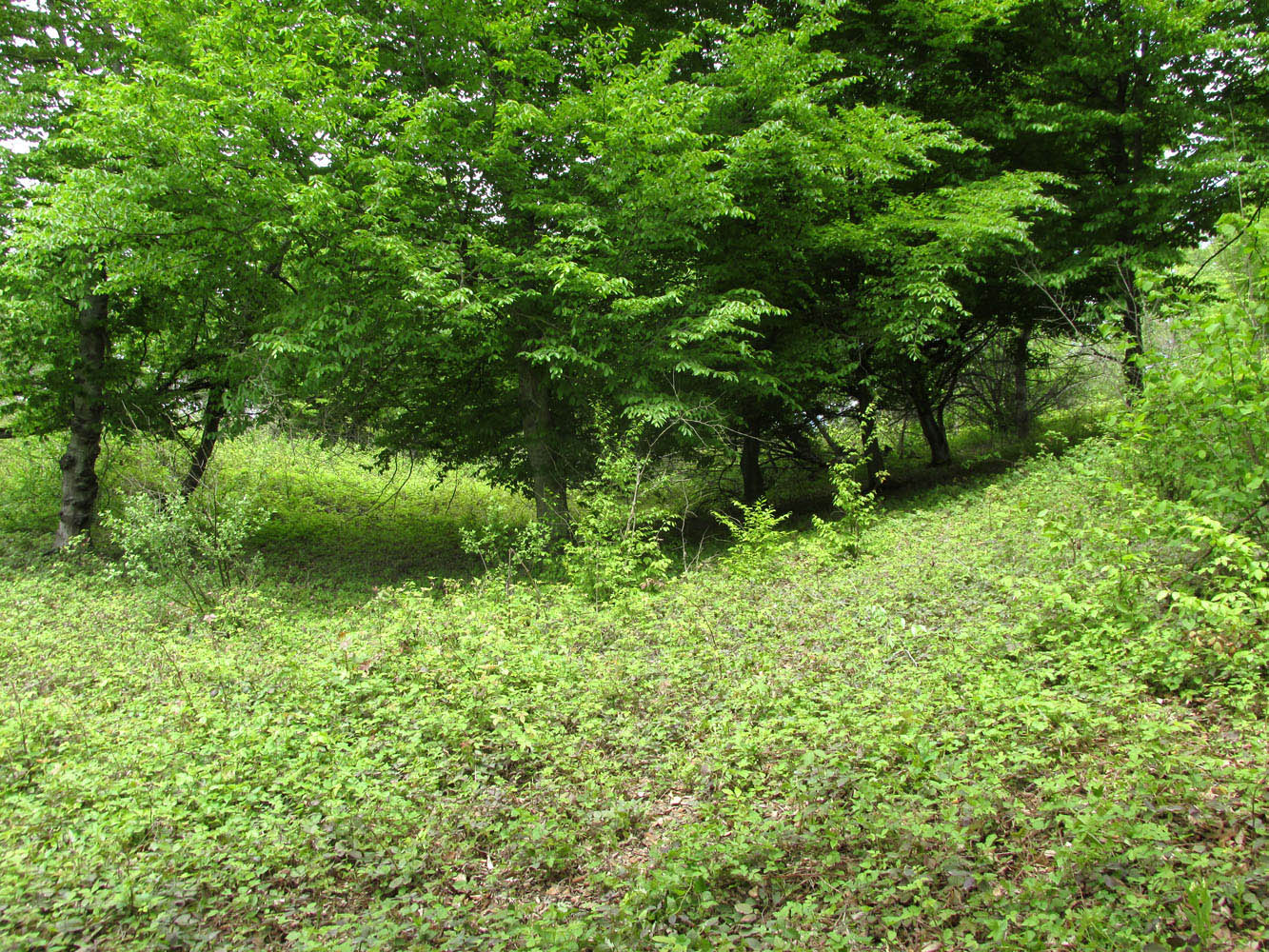 Окрестности села Татиль, image of landscape/habitat.